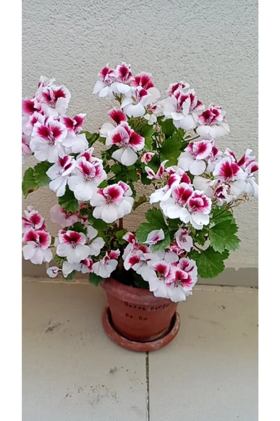 Ceylan Gözlü Sardunya Fide Kırmızı Beyaz 10-20 cm