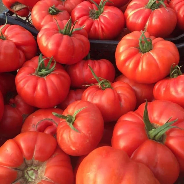 Lezzetli ve Kokulu 5 Adet Köy Domatesi Fidesi