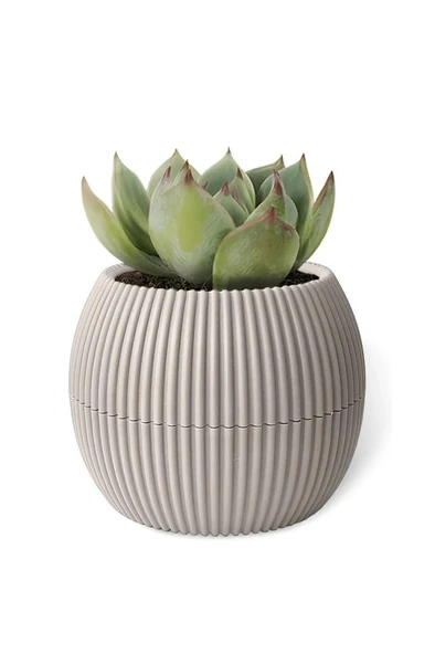 Omnipazar Mercan Dekoratif Sukulent Kaktüs Plastik Saksı Takımı 6'lı Set Bej - Resim 3