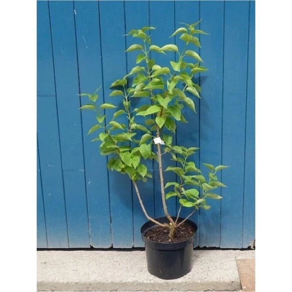 Bahar Çiçeği Leylak Fidanı (Syringa Chinensis) 40-50 cm - 2