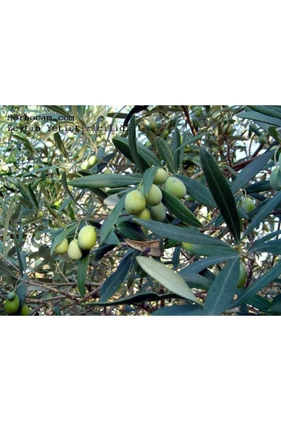 Zeytin Yaprak Gübresi 20 Kg - 2
