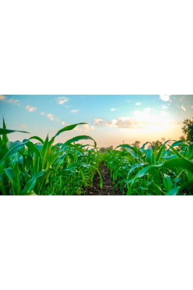 Yaprak Gübresi Genel 5 kg - Resim 2