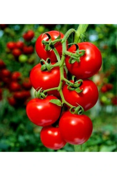 Domates Sıvı Fide Dikim Gübresi 5 Kg - Resim 2