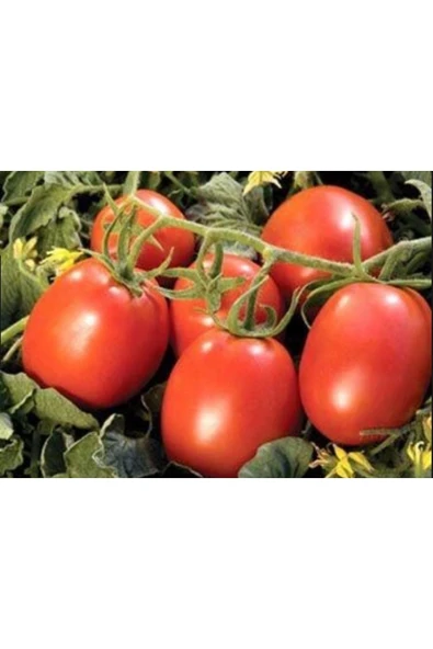 Domates Coşturan Gübre 20 Kg