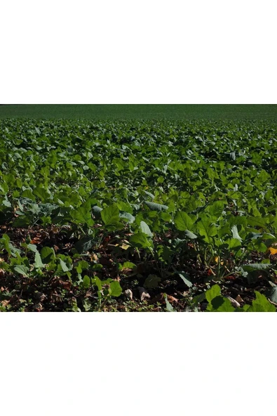 Sıvı Fosfor Gübresi 20 Kg ürün görseli