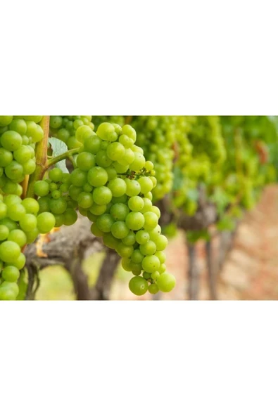 Sıvı Gübre (20 Kg) ürün görseli