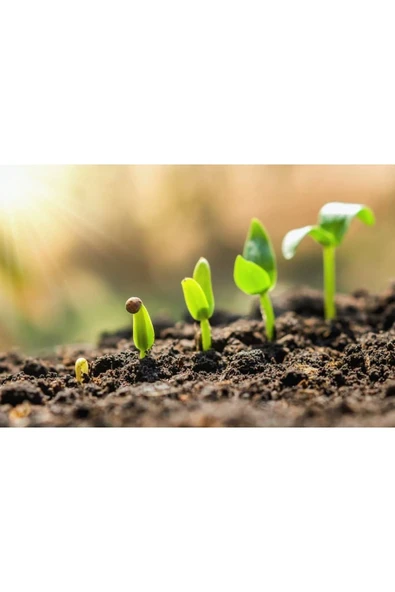 Buğday Sıvı Fosfor Gübresi 20 Kg ürün görseli