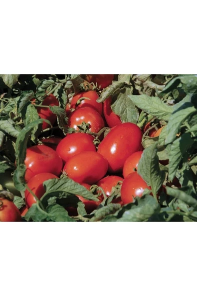 Domates Dikim Öncesi Sıvı Taban Gübresi 5 kg - 2
