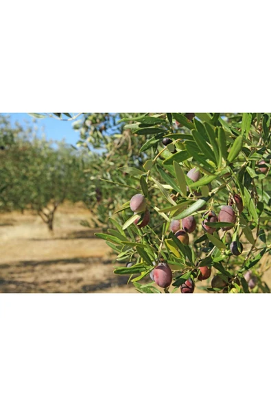 Zeytin Yaprak Gübresi 5 kg - 2