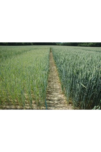 Buğday Sıvı Taban Gübresi 20 Kg - Resim 2