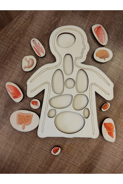 Ankebut Renkli Organlar Puzzle - 4