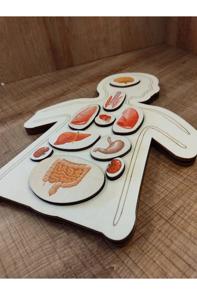 Ankebut Renkli Organlar Puzzle - 2