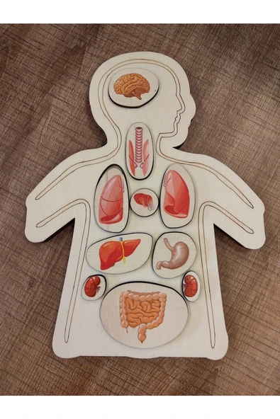 Ankebut Renkli Organlar Puzzle - 3