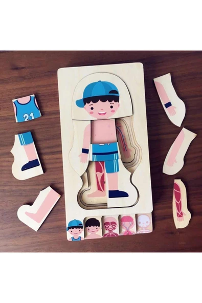 Ankebut Waldorf Erkek İnsan Vücudu İskelet Yapısı Ahşap Renkli Yapboz Puzzle - 4
