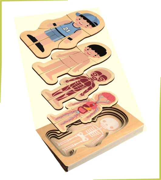 Ankebut Waldorf Erkek İnsan Vücudu İskelet Yapısı Ahşap Renkli Yapboz Puzzle - 3
