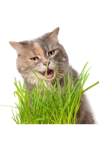 Hs Tarım Kedi Çimi Tohumu Paket Cat Grass - 2