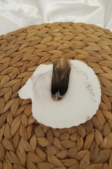 Palo Santo Nazar a Doğal Tütsü Pala Santo 2 Adet Ağaç Tütsü İstiridye  Palosanto luk ile Beraber Hexa Ağacı  Yoga PalaSa - 5