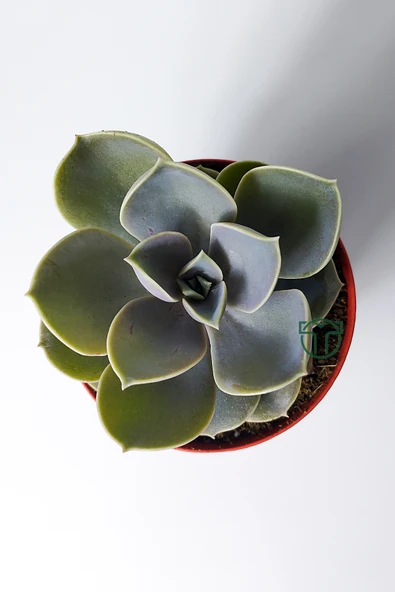 Echeveria Pollux rozet sukulent özel tür 8.5 kırmızı saksıda - Resim 4