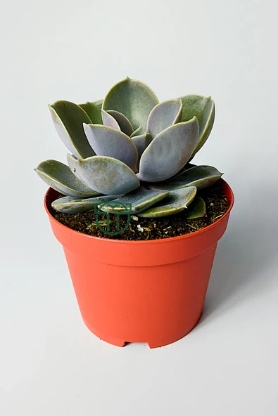 Echeveria Pollux rozet sukulent özel tür 8.5 kırmızı saksıda ürün görseli