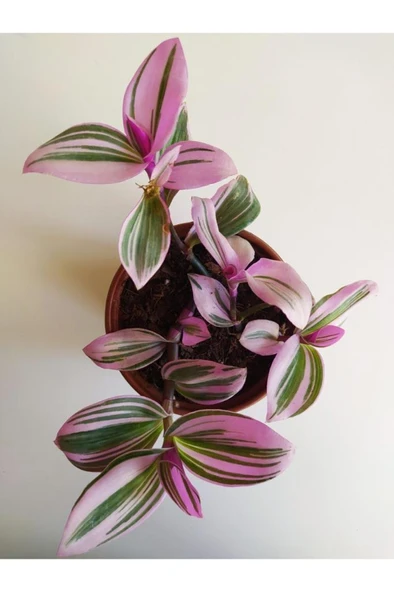 Pembe Telgraf Çiçeği Nanouk Telgraf Çiçeği Tradescantia Nanouk 9 cm'lik Saksıda - Resim 3
