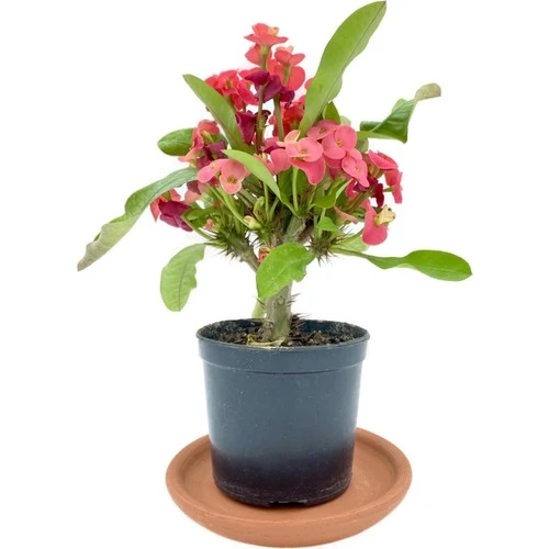Kırmızı Euphorbia Milii (Dikenler Tacı) 10-20 cm ürün görseli