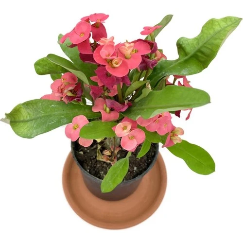 Kırmızı Euphorbia Milii (Dikenler Tacı) 10-20 cm - Resim 2