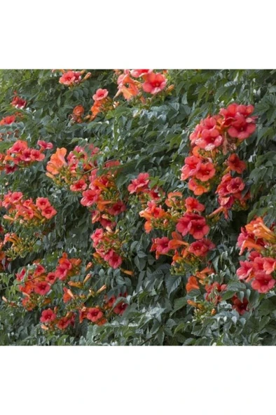 Turuncu Acem Borusu Sarmaşığı Fidanı 40-60 cm