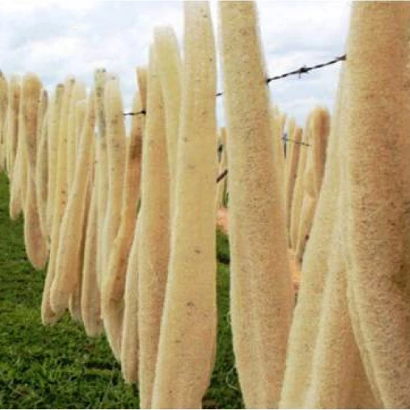 Kabak Lifi Ham Büyük Boy, 70-90 cm, Derya Eren - 2