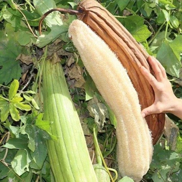 Kabak Lifi Ham Parça, 15-18 cm, 2 Adet Derya Eren - 5