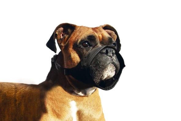 Karlıe Köpek Ağızlığı Özel - 2