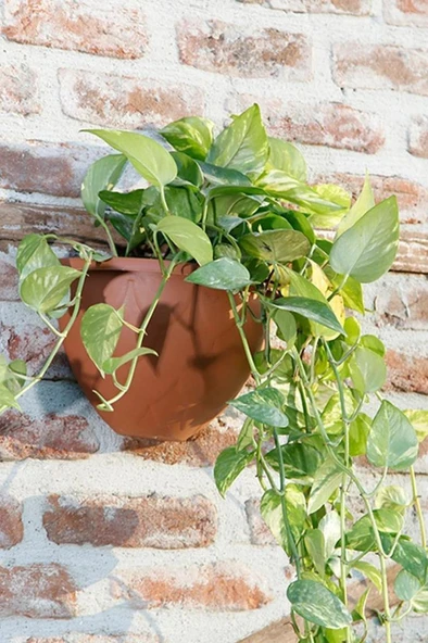 Omnipazar SO-DD01 Dekoratif Damla Duvar Saksı 1.4 Litre No 1 - Resim 8