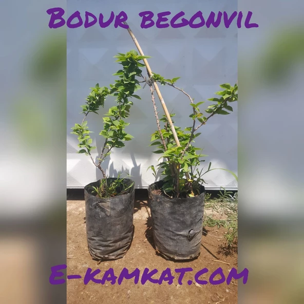 Bodur Begonvil (Gelin Duvağı) Fidanı, Torbada - 2