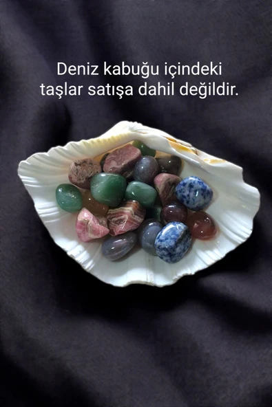 Büyük Deniz Kabuğu Tridacna Gigas 32TG - 4