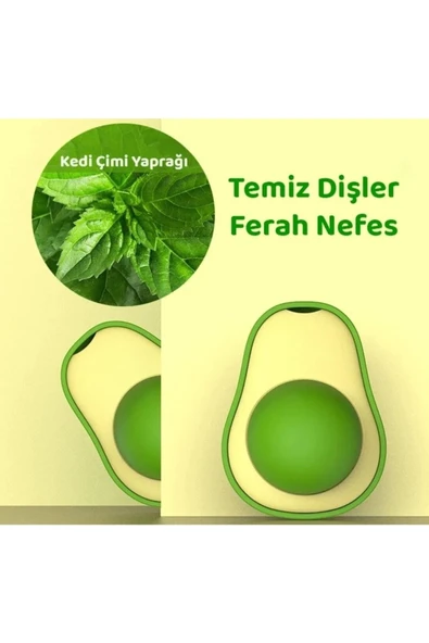 Avokado Kedi Otu Kedi Nanesi - 2