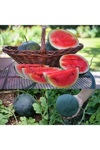 ZENGARDEN EV VE BAHÇE Sugar baby karpuz tohumu citrullus lanatus var - 4