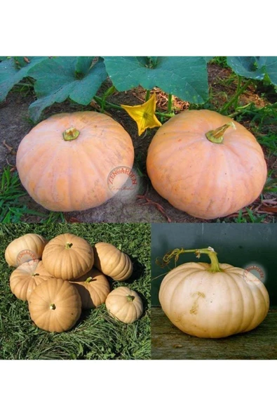 ZENGARDEN EV VE BAHÇE Long island cheese tekerlek balkabağı tohumu - 3