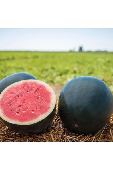 ZENGARDEN EV VE BAHÇE Siyah elmas karpuz tohumu geleneksel watermelon black diamond