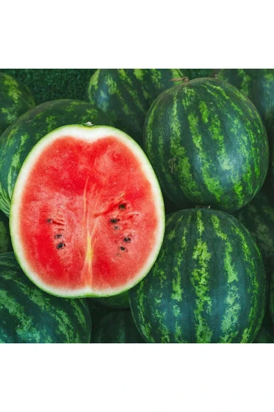 ZENGARDEN EV VE BAHÇE Dev karpuz tohumu geleneksel watermelon florida giant - 2