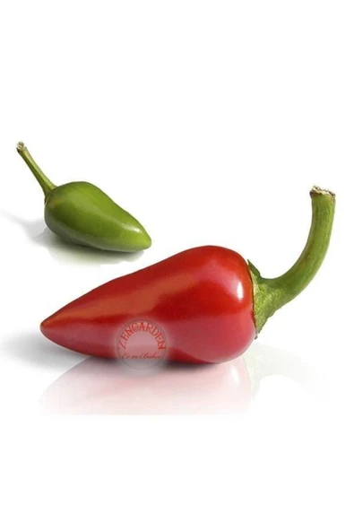 ZENGARDEN EV VE BAHÇE Mini kırmızı acı biber tohumu mini red hot chili pepper seeds