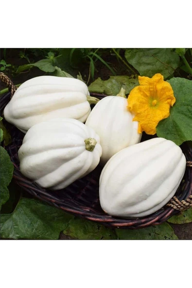 ZENGARDEN EV VE BAHÇE Patates püresi kışlık kabak tohumu mashed patato - 3