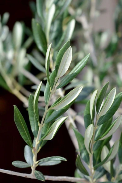 Aydos Taze Dalından Organik Zeytin Yaprağı 100 gram - 3