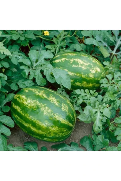 ZENGARDEN EV VE BAHÇE All sweet karpuz tohumu geleneksel all sweet heirloom watermelon seeds - 4