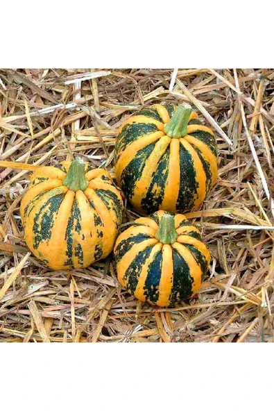 ZENGARDEN EV VE BAHÇE Kamo Kamo yazlık kışlık kabak tohumu squash - 3