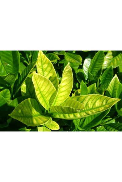 HSC store Taze Portakal Yaprağı 100 Gram