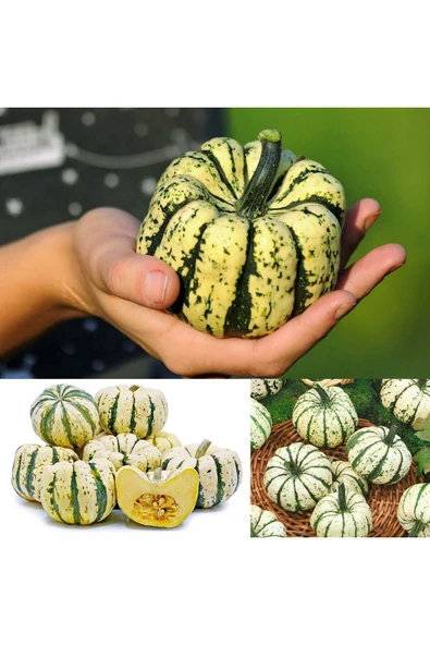 ZENGARDEN EV VE BAHÇE Şeker dumpling kabak tohumu geleneksel sweet dumpling squash - 4