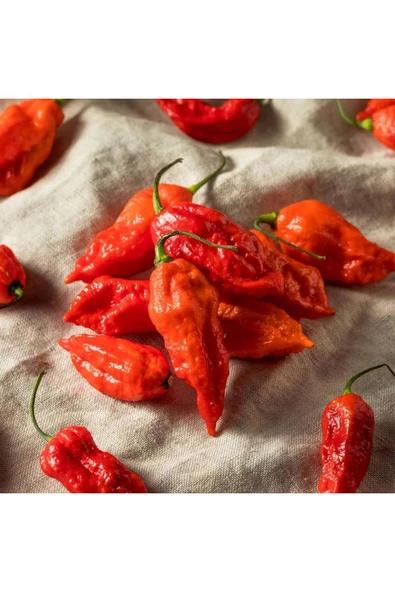 ZENGARDEN EV VE BAHÇE Dünyanın en acı biberi bhut jolokia biber tohumu - 3