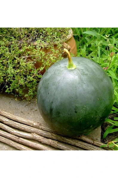 ZENGARDEN EV VE BAHÇE Yerli Akhisar kara karpuz tohumu atalık tohum - 4