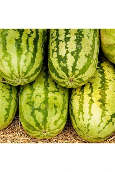 ZENGARDEN EV VE BAHÇE Jübile karpuz tohumu geleneksel jubilee watermelon seeds - 2