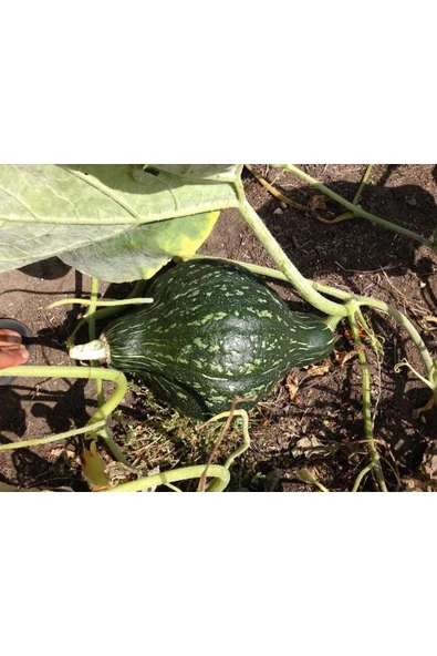 ZENGARDEN EV VE BAHÇE Yeşil Hubbard tatlı balkabağı tohumu Atalık tohum - 4