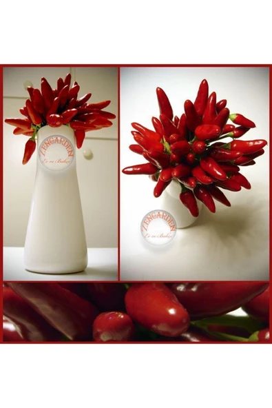 ZENGARDEN EV VE BAHÇE Mini kırmızı acı biber tohumu mini red hot chili pepper seeds - 4